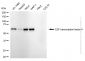 KD-Validated Anti-E2F Transcription Factor 4 Rabbit Monoclonal Antibody