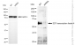 KD-Validated Anti-E2F Transcription Factor 4 Rabbit Monoclonal Antibody