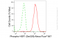 KD-Validated Anti-Phospho-HSF1 (Ser326) Rabbit Monoclonal Antibody