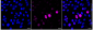 KD-Validated Anti-Phospho-HSF1 (Ser326) Rabbit Monoclonal Antibody