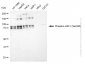 KD-Validated Anti-Phospho-HSF1 (Ser326) Rabbit Monoclonal Antibody
