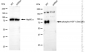 KD-Validated Anti-Phospho-HSF1 (Ser326) Rabbit Monoclonal Antibody
