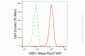KD-Validated Anti-Heat Shock Transcription Factor 1 Rabbit Monoclonal Antibody