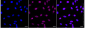 KD-Validated Anti-Heat Shock Transcription Factor 1 Rabbit Monoclonal Antibody