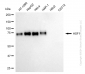 KD-Validated Anti-Heat Shock Transcription Factor 1 Rabbit Monoclonal Antibody