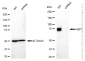KD-Validated Anti-Heat Shock Transcription Factor 1 Rabbit Monoclonal Antibody