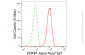 KD-Validated Anti-PDPK1 Rabbit Monoclonal Antibody