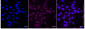 KD-Validated Anti-PDPK1 Rabbit Monoclonal Antibody
