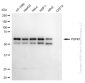 KD-Validated Anti-PDPK1 Rabbit Monoclonal Antibody