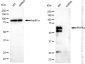 KD-Validated Anti-PDPK1 Rabbit Monoclonal Antibody