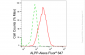 KD-Validated Anti-ALPP Rabbit Monoclonal Antibody