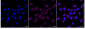 KD-Validated Anti-ALPP Rabbit Monoclonal Antibody