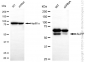 KD-Validated Anti-ALPP Rabbit Monoclonal Antibody
