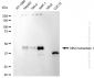 KD-Validated Anti-NK2 Homeobox 1 Rabbit Monoclonal Antibody