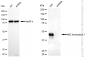 KD-Validated Anti-NK2 Homeobox 1 Rabbit Monoclonal Antibody