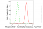 KD-Validated Anti-Phospho-HSF1 (Ser303/Ser307) Rabbit Monoclonal Antibody