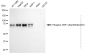 KD-Validated Anti-Phospho-HSF1 (Ser303/Ser307) Rabbit Monoclonal Antibody