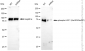 KD-Validated Anti-Phospho-HSF1 (Ser303/Ser307) Rabbit Monoclonal Antibody