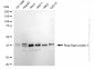 KD-Validated Anti-Ring Finger Protein 2 Rabbit Monoclonal Antibody