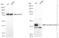 KD-Validated Anti-Ring Finger Protein 2 Rabbit Monoclonal Antibody