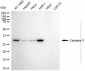 KD-Validated Anti-Caspase 3 Rabbit Monoclonal Antibody
