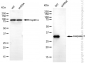 KD-Validated Anti-Caspase 3 Rabbit Monoclonal Antibody
