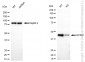 KD-Validated Anti-AP3M1 Rabbit Monoclonal Antibody