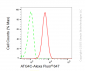 KD-Validated Anti-ATG4C Rabbit Monoclonal Antibody