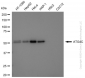 KD-Validated Anti-ATG4C Rabbit Monoclonal Antibody