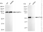 KD-Validated Anti-ATG4C Rabbit Monoclonal Antibody
