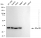 KD-Validated Anti-C3orf38 Rabbit Monoclonal Antibody