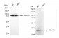 KD-Validated Anti-C3orf38 Rabbit Monoclonal Antibody