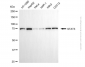 KD-Validated Anti-STAT3 Mouse Monoclonal Antibody