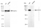 KD-Validated Anti-STAT3 Mouse Monoclonal Antibody