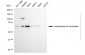 KD-Validated Anti-Leukotriene A4 Hydrolase Mouse Monoclonal Antibody