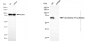KD-Validated Anti-Leukotriene A4 Hydrolase Mouse Monoclonal Antibody