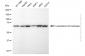 KD-Validated Anti-Leukotriene A4 Hydrolase Mouse Monoclonal Antibody