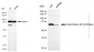 KD-Validated Anti-Leukotriene A4 Hydrolase Mouse Monoclonal Antibody