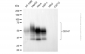 KD-Validated Anti-Basigin (Ok Blood Group) Mouse Monoclonal Antibody