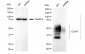 KD-Validated Anti-Basigin (Ok Blood Group) Mouse Monoclonal Antibody