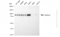 KD-Validated Anti-Gephyrin Mouse Monoclonal Antibody