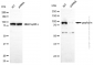 KD-Validated Anti-Gephyrin Mouse Monoclonal Antibody
