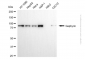 KD-Validated Anti-Gephyrin Mouse Monoclonal Antibody