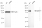 KD-Validated Anti-Gephyrin Mouse Monoclonal Antibody