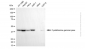 KD-Validated Anti-Cystathionine Gamma-Lyase Mouse Monoclonal Antibody