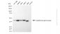 KD-Validated Anti-Cystathionine Gamma-Lyase Mouse Monoclonal Antibody