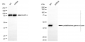 KD-Validated Anti-Cystathionine Gamma-Lyase Mouse Monoclonal Antibody