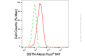 KD-Validated Anti-DSTN Mouse Monoclonal Antibody