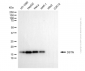 KD-Validated Anti-DSTN Mouse Monoclonal Antibody