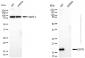 KD-Validated Anti-DSTN Mouse Monoclonal Antibody
